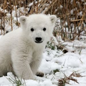 Meet your Posher, .elizabeth